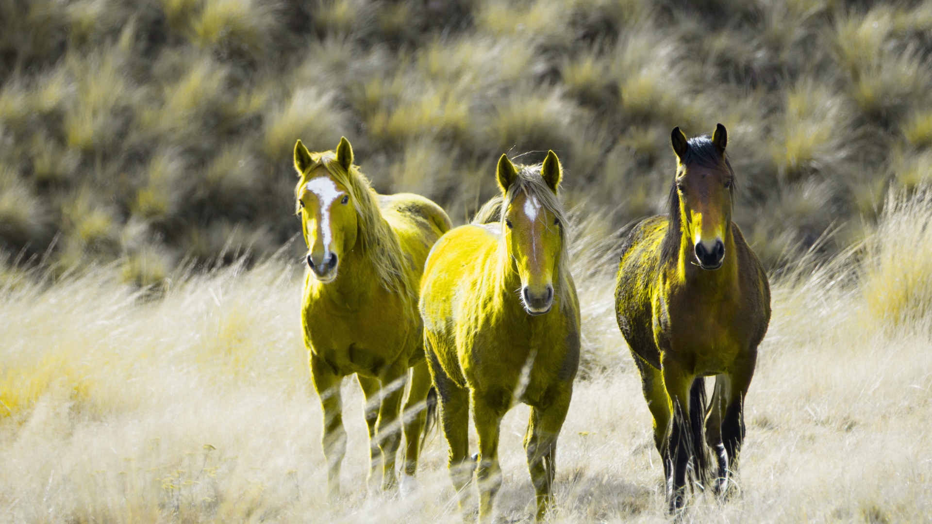 Home strength grows where land meets the sea (3)